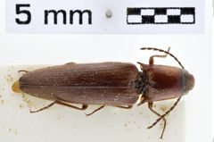 Foto (Dorsalansicht) von Melanotus sulcatus (Candéze, 1860)